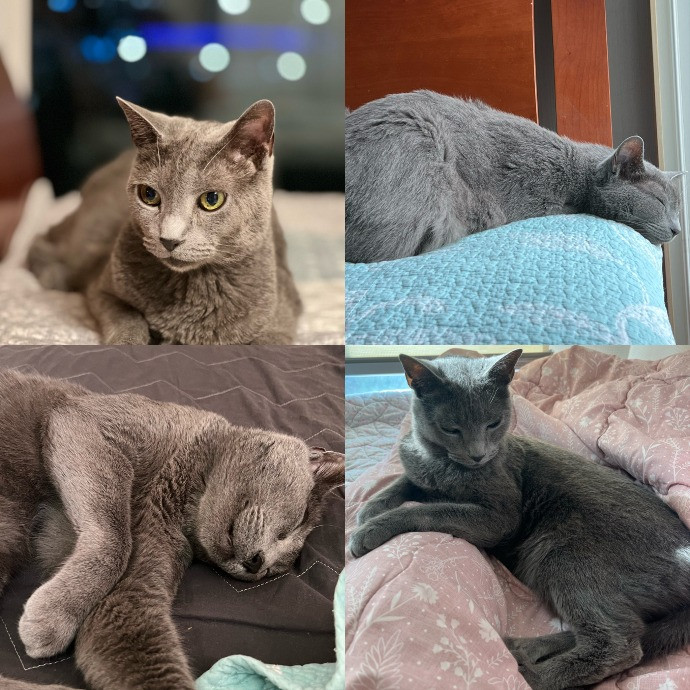 Cat Owner For 15Years-Your Cat's New Bff
