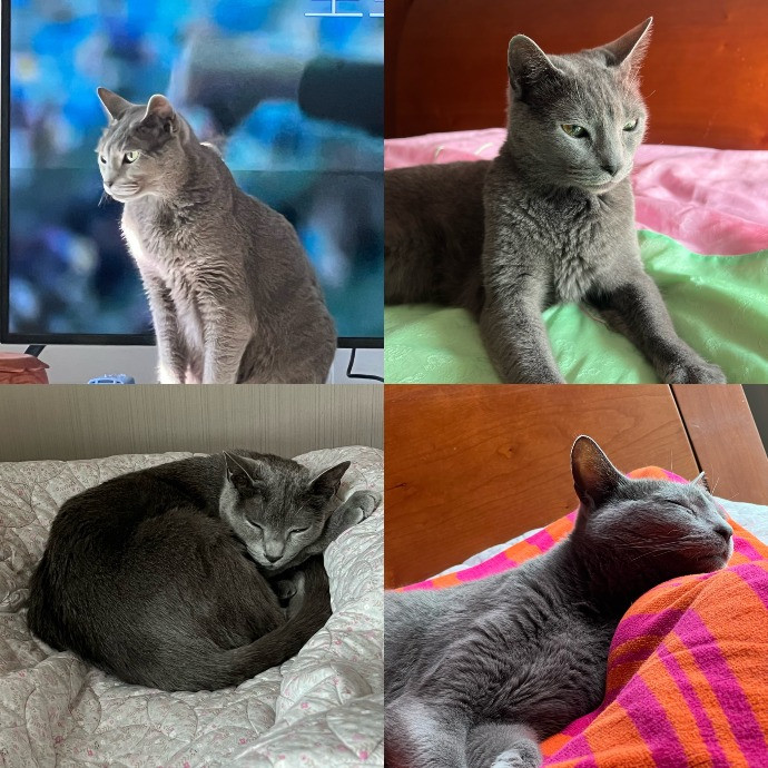 Cat Owner For 15Years-Your Cat's New Bff photo 3