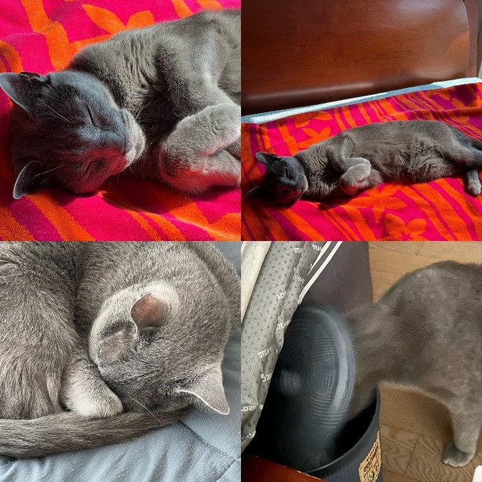 Cat Owner For 15Years-Your Cat's New Bff photo 2