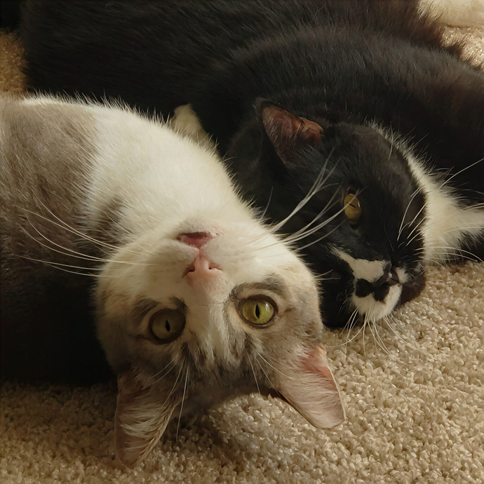 Kitty Kare With Gabby