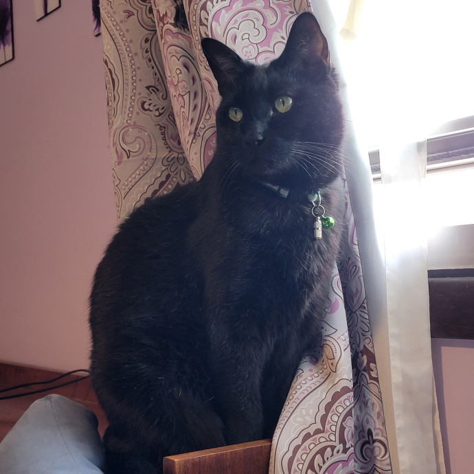 Purrpal Leni Your Furbaby's Best Friend