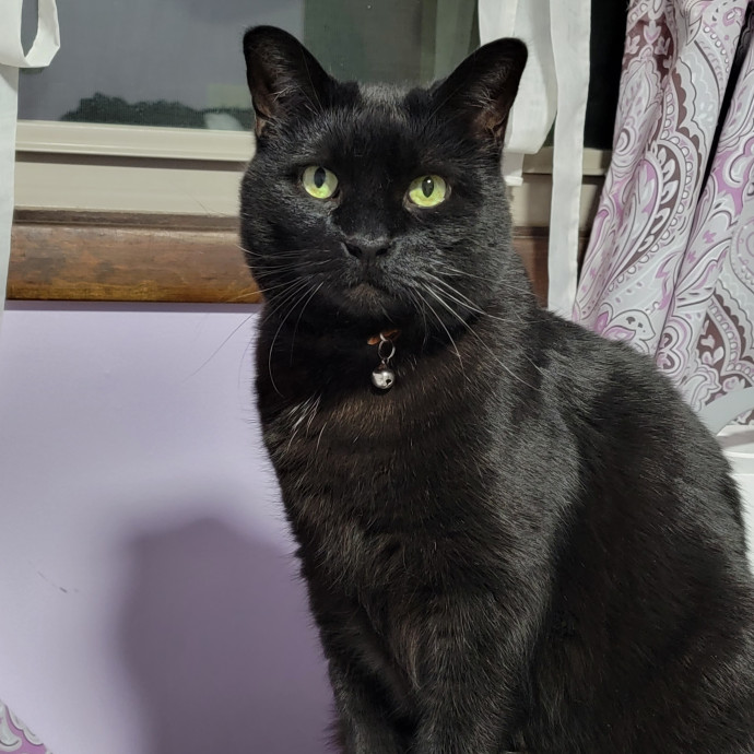 Purrpal Leni Your Furbaby's Best Friend
