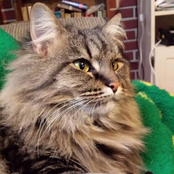 Purrpal Leni Your Furbaby's Best Friend photo 3