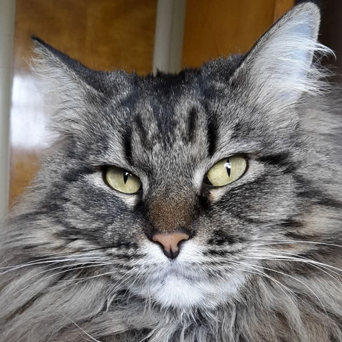 Purrpal Leni Your Furbaby's Best Friend photo 2