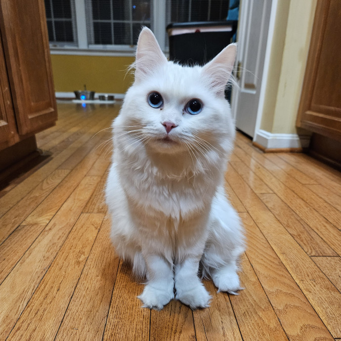 Cats Are Purrrrfect