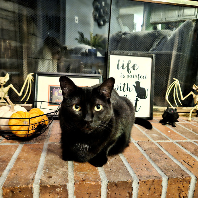 Cats Are Purrrrfect