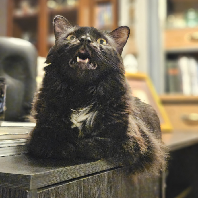 Cats Are Purrrrfect