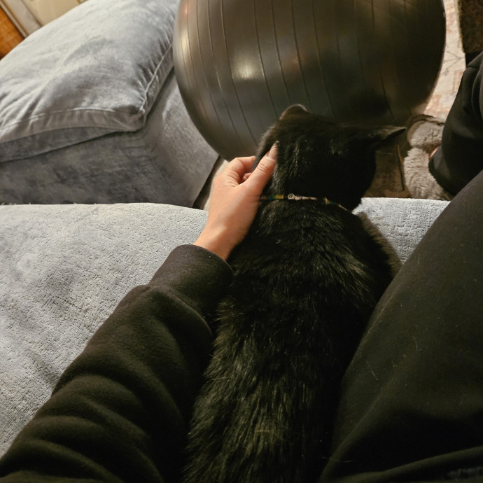 Cats Are Purrrrfect