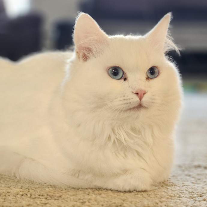 Cats Are Purrrrfect