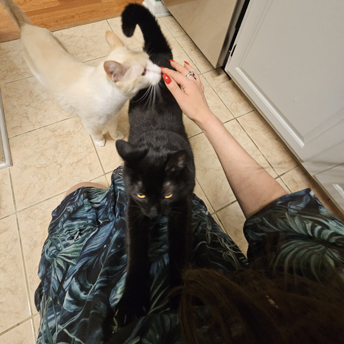 Cats Are Purrrrfect