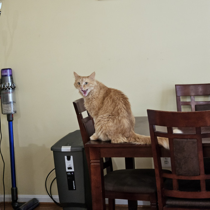 Cats Are Purrrrfect