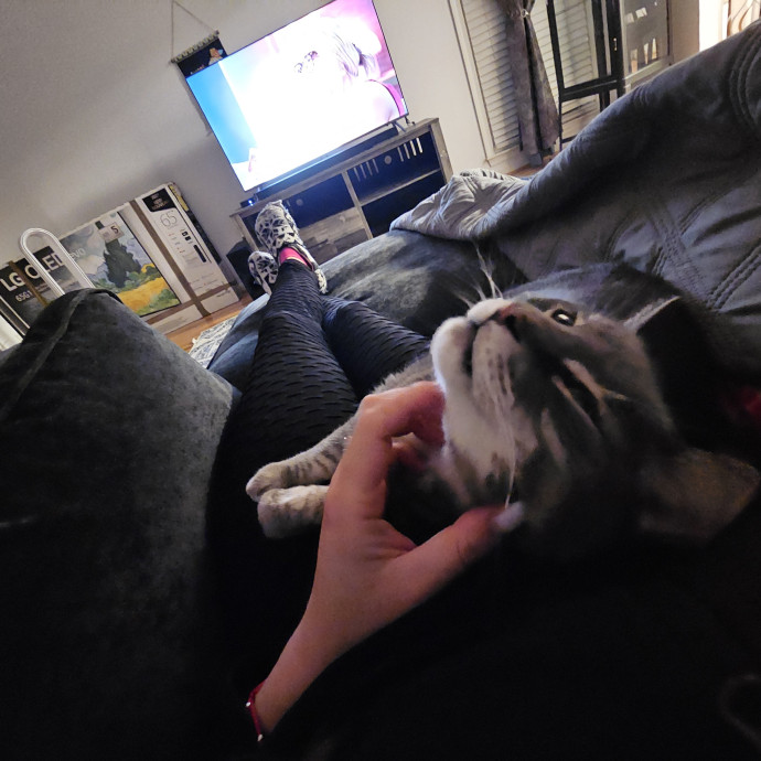 Cats Are Purrrrfect