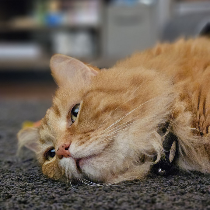 Cats Are Purrrrfect
