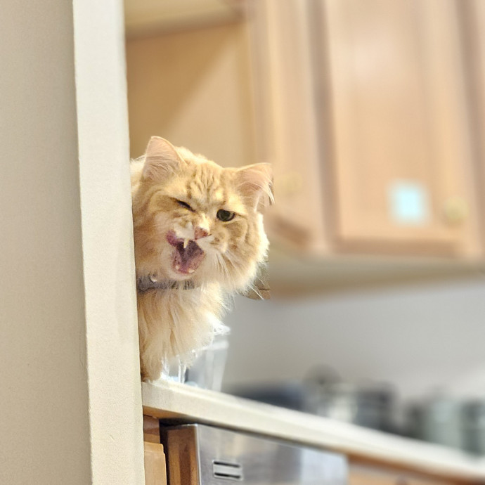Cats Are Purrrrfect