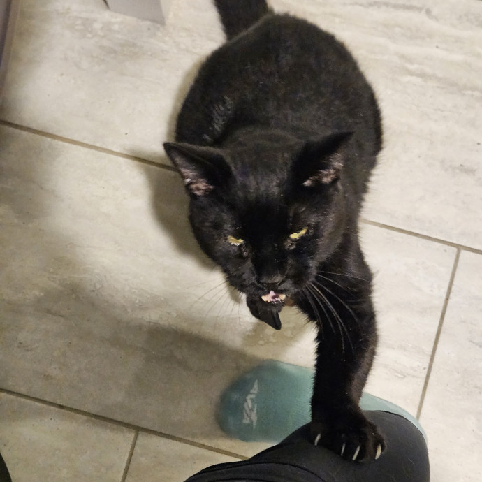Cats Are Purrrrfect