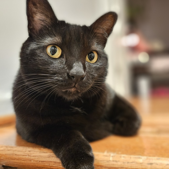 Cats Are Purrrrfect