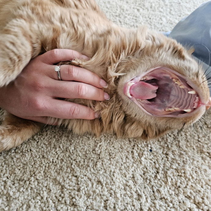 Cats Are Purrrrfect