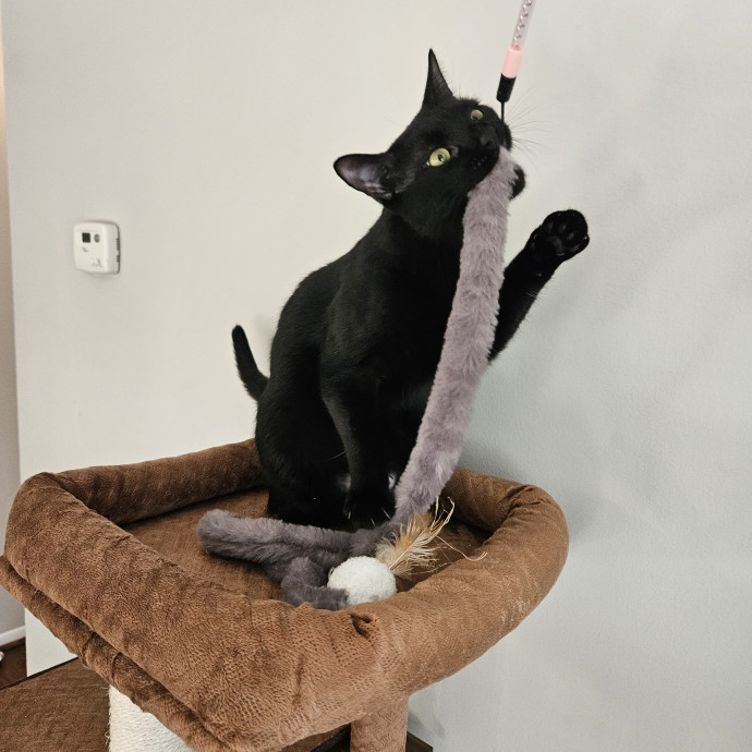 Cats Are Purrrrfect photo 3