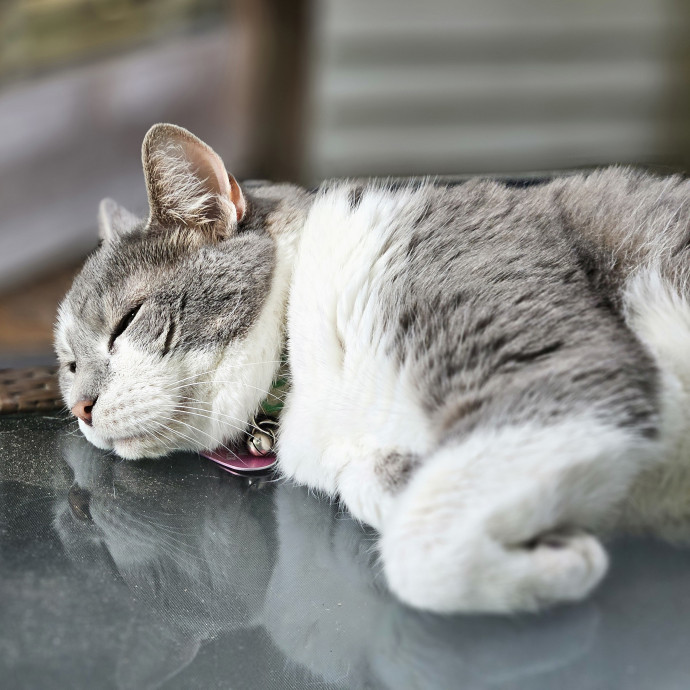 Cats Are Purrrrfect photo 2