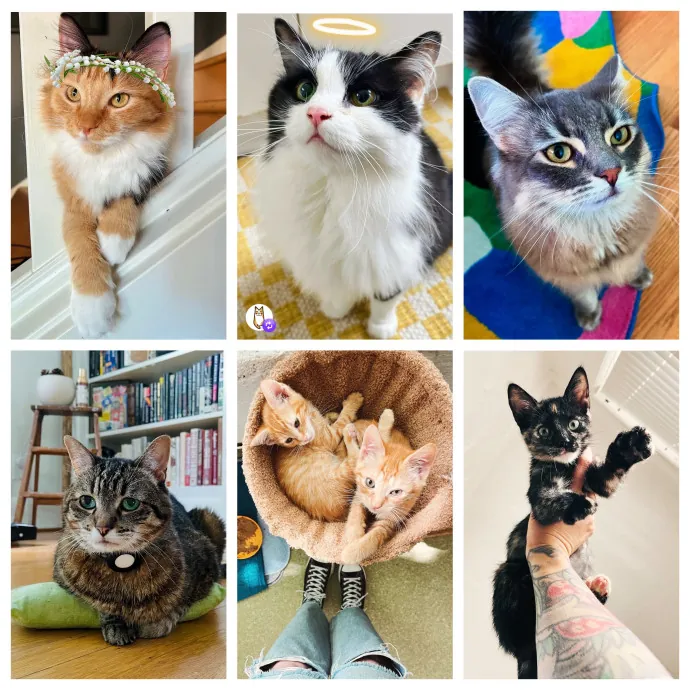 Ainsley Adores Cats photo 4