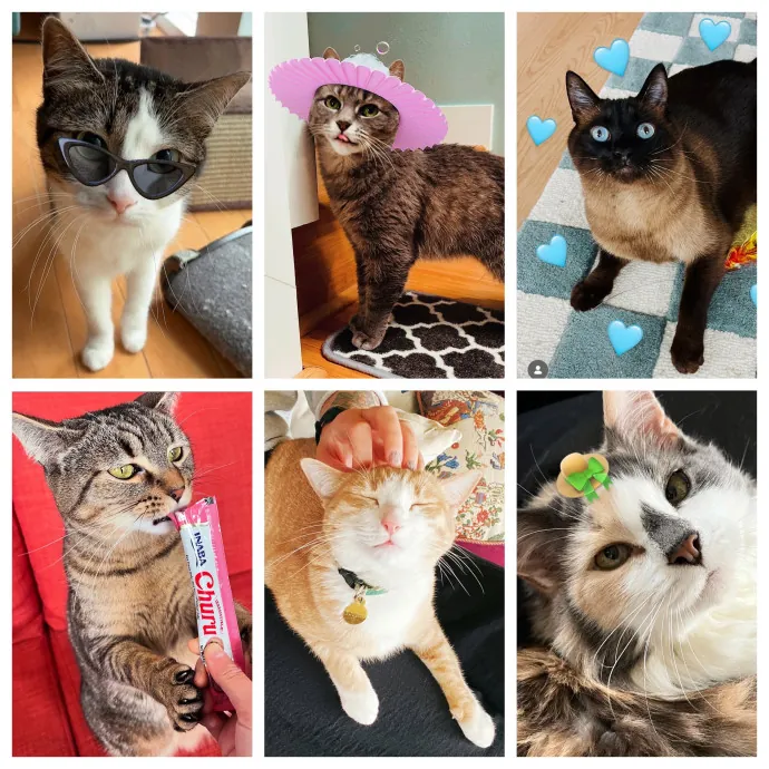 Ainsley Adores Cats photo 3