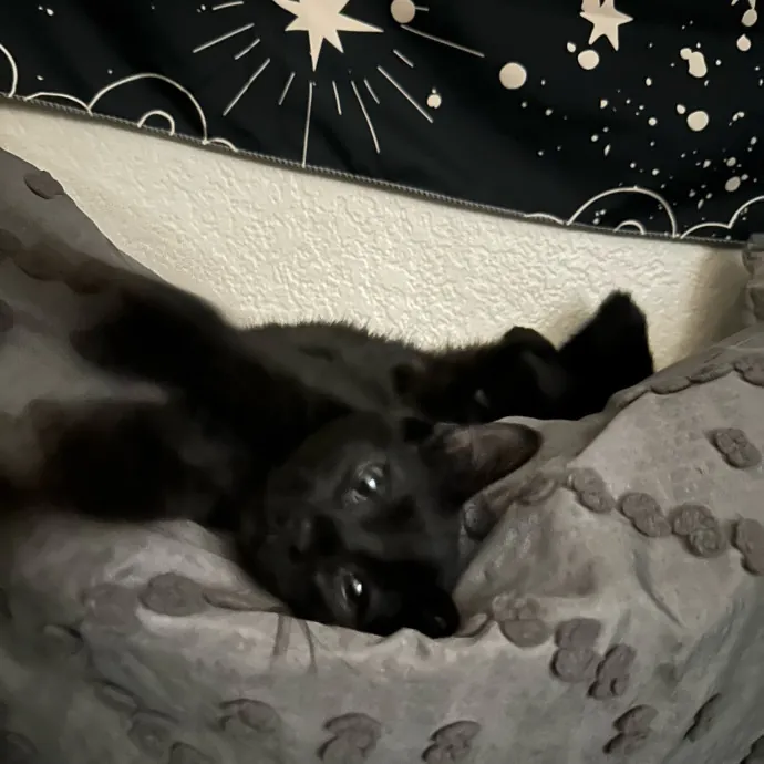 Experienced Cat Enthusiast