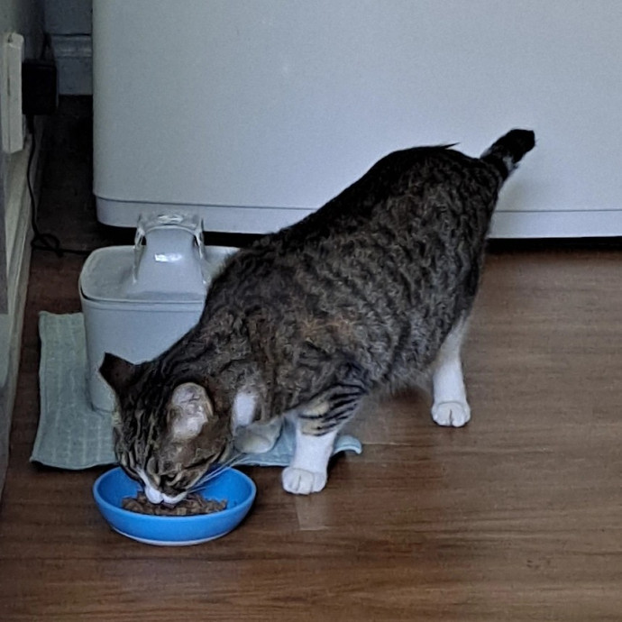 Andy's Cat Sitting