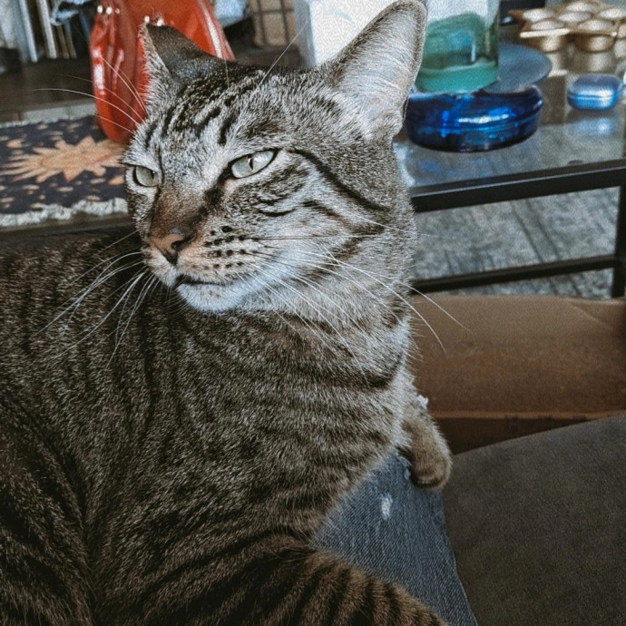 Andy's Cat Sitting