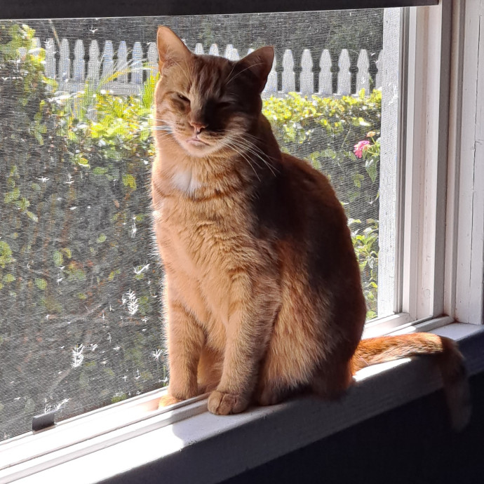 Andy's Cat Sitting