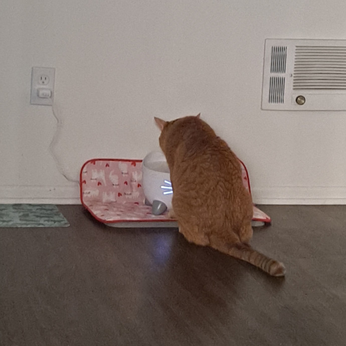 Andy's Cat Sitting