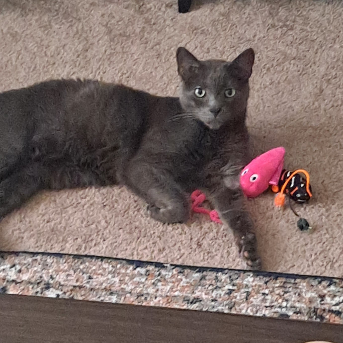 Andy's Cat Sitting