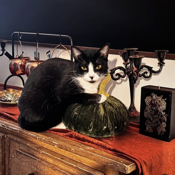 Andy's Cat Sitting