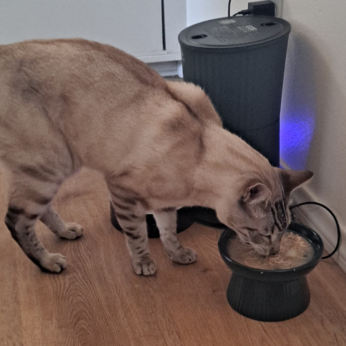 Andy's Cat Sitting