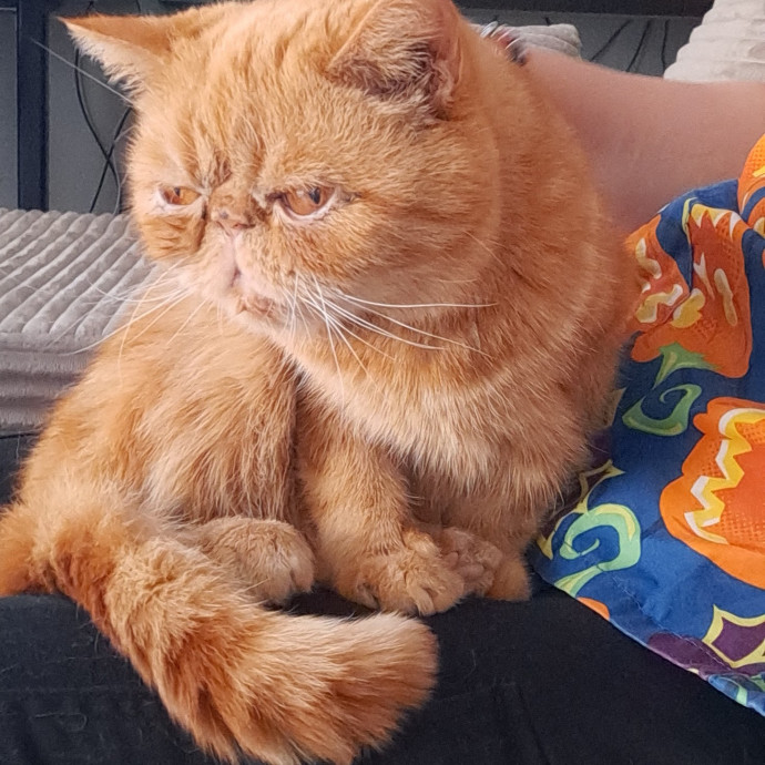 Andy's Cat Sitting photo 2