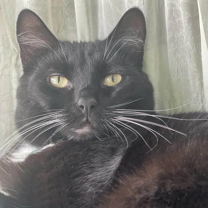 Crazy Cat Lady In A Good Way