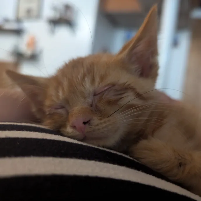 Crazy Cat Lady In A Good Way