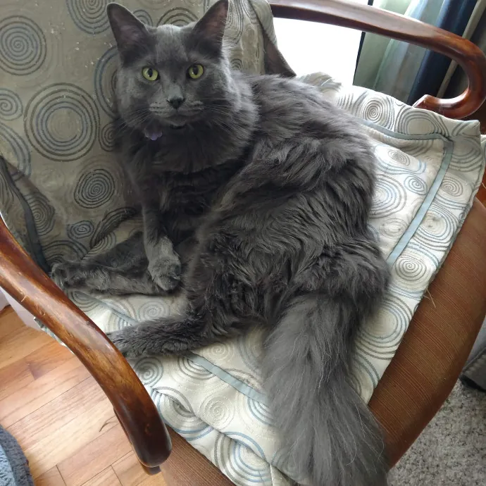 Crazy Cat Lady In A Good Way