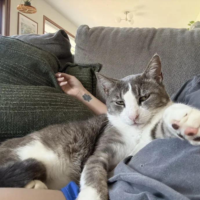 Cat Mom With 15 Years Experience photo 2