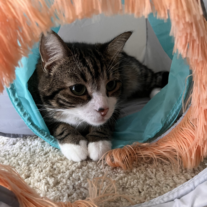 Reliable Kitty Loving Sitter photo 2