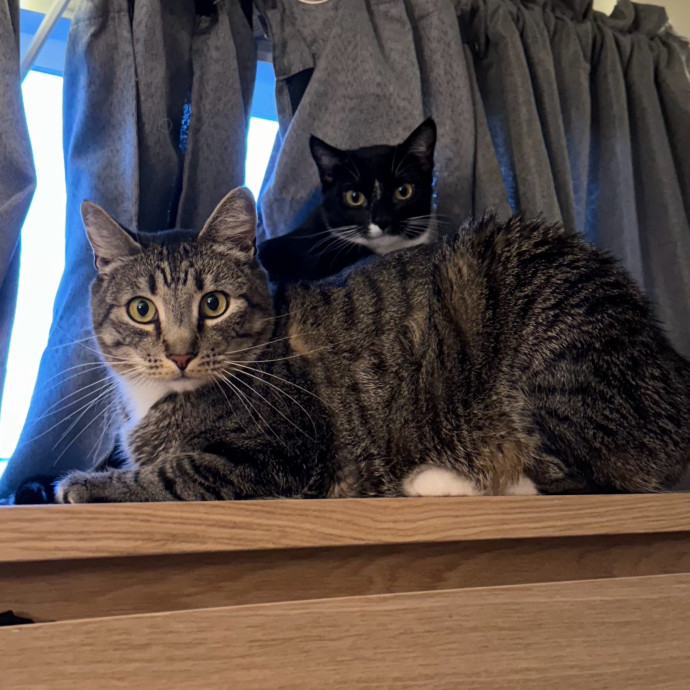 Kitty Connection And Care