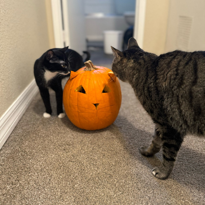Kitty Connection And Care