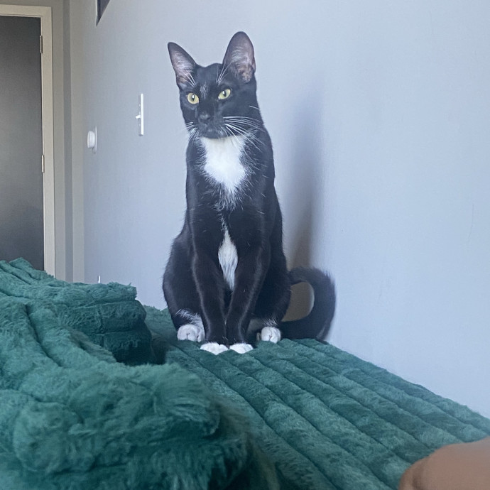 Purrfect Playtime