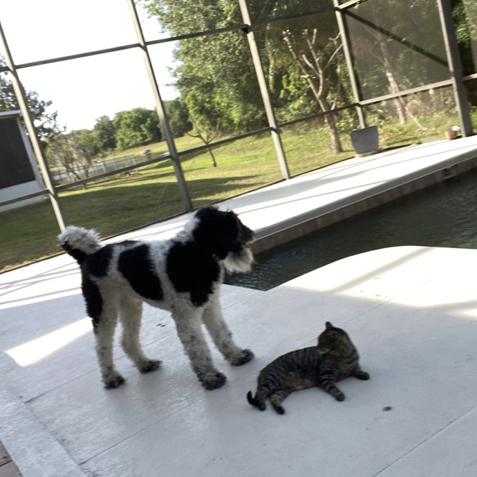 Purrfect Playtime