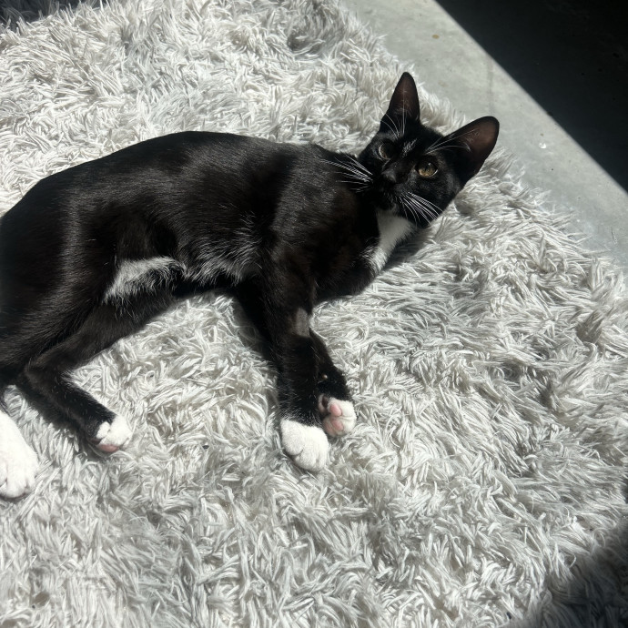 Purrfect Playtime