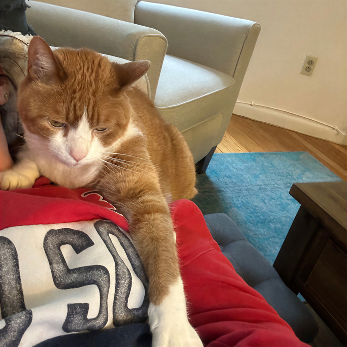 Dixie's Cat Sitting