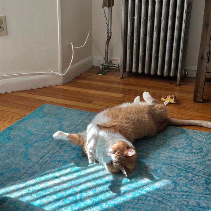 Dixie's Cat Sitting