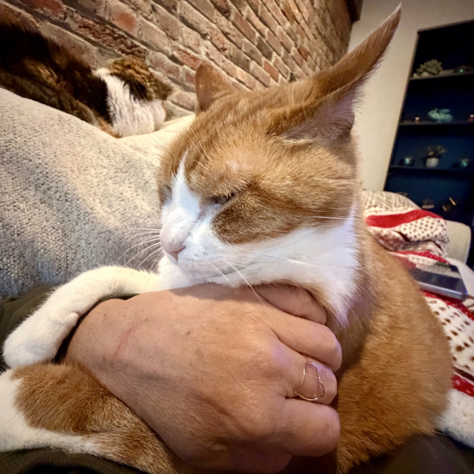 Dixie's Cat Sitting photo 3