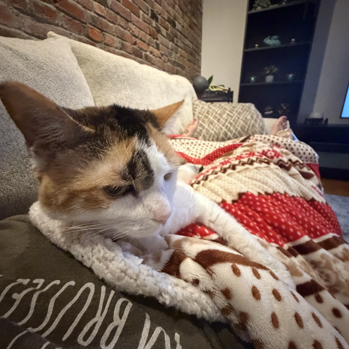 Dixie's Cat Sitting photo 2