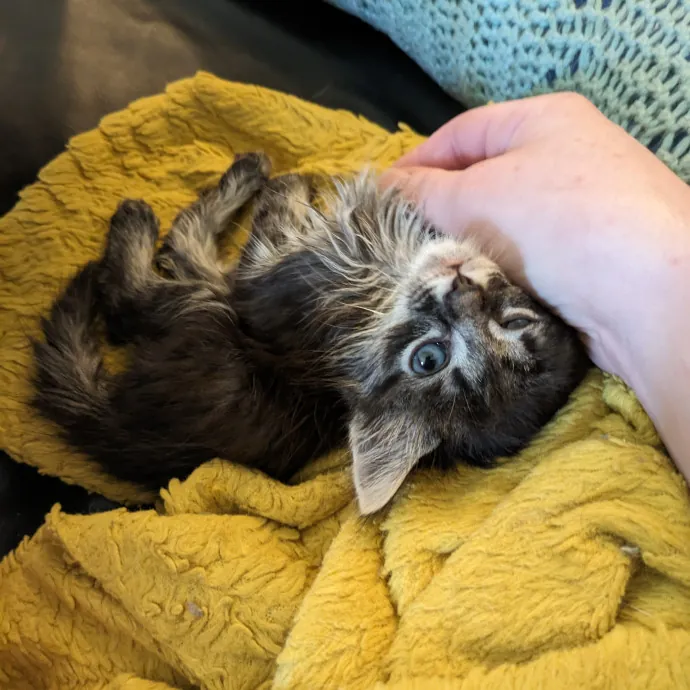 Experienced Foster And Cat Sitter