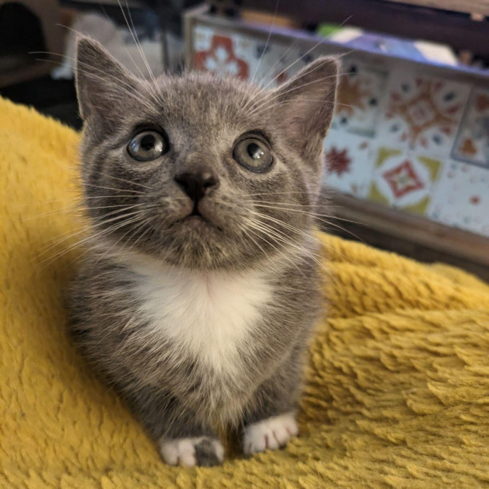 Experienced Foster And Cat Sitter